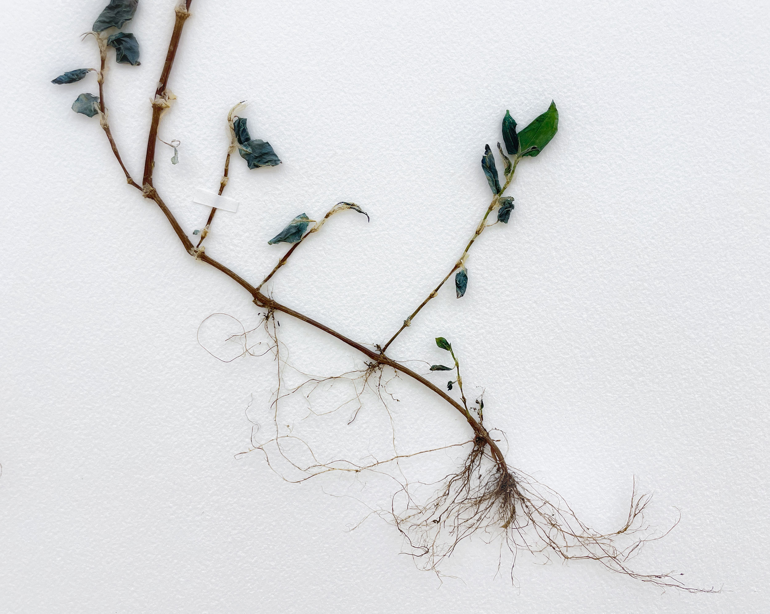 A close-up of a dried indigo plant