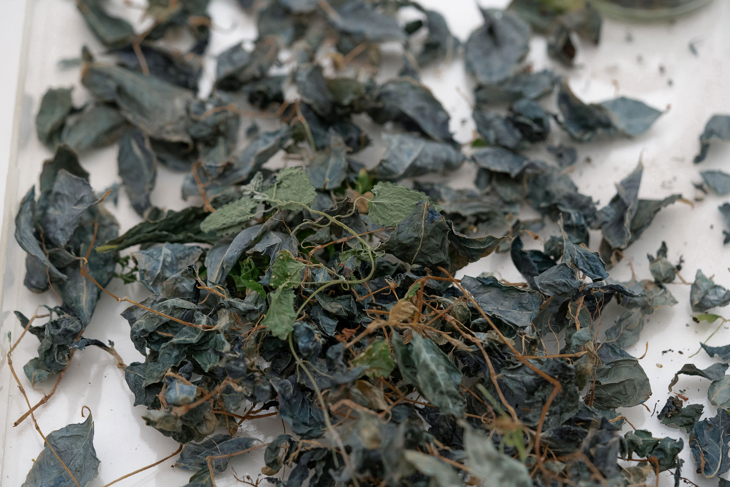 A close-up of dried indigo leaves