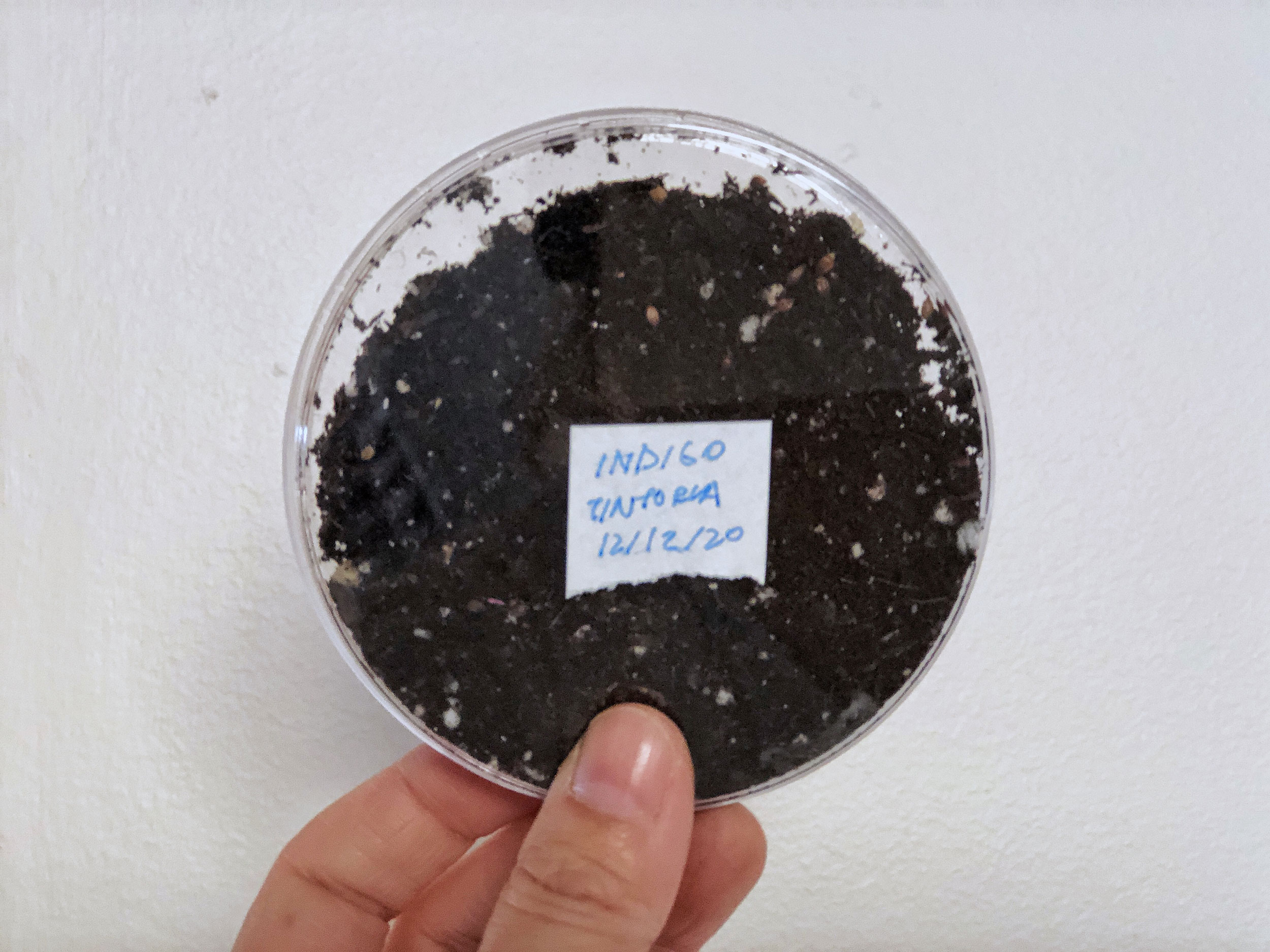 A petri dish of dirt with a label that reads “Indigo Tintoria 12/12/20”