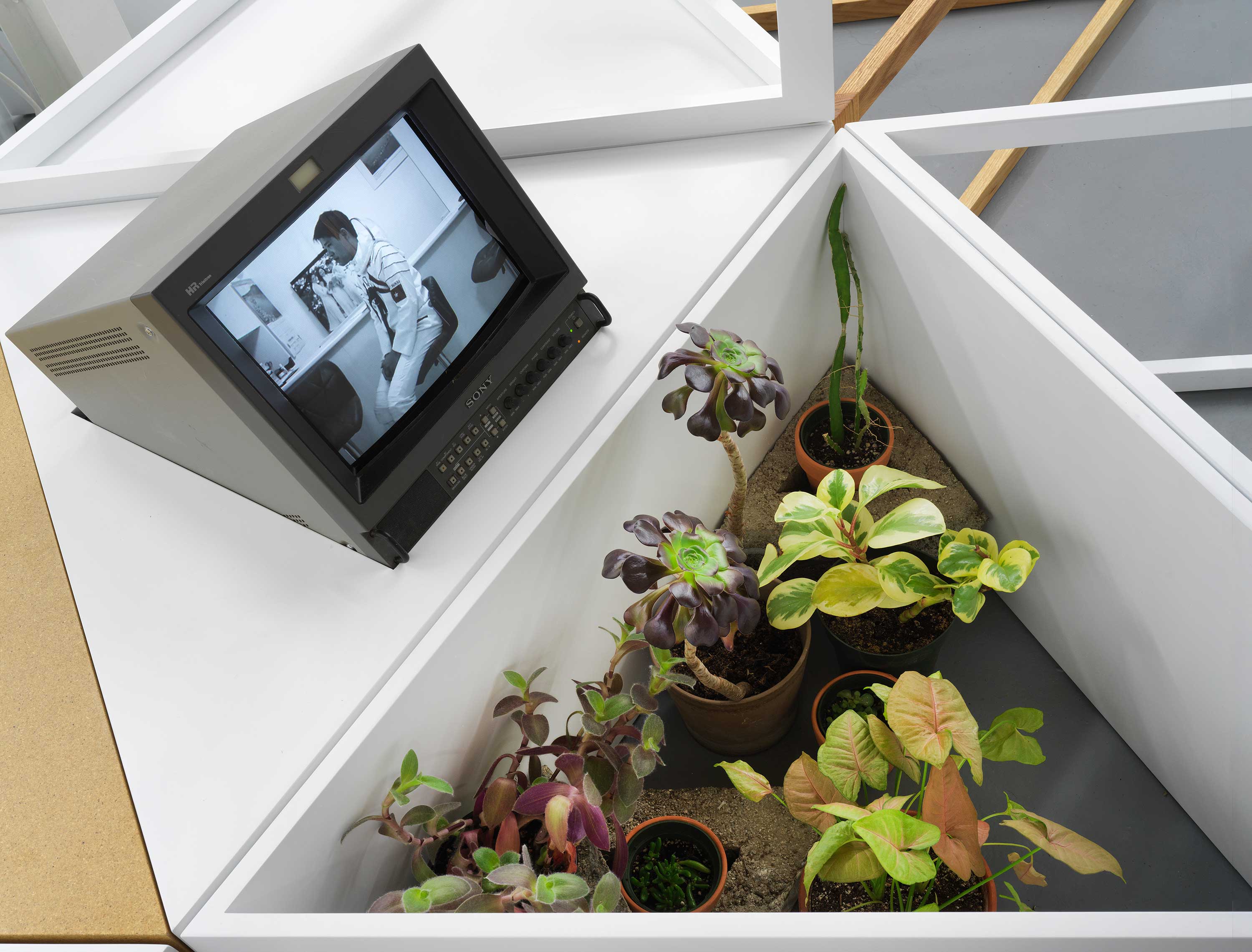 A downward view of the installation In the Shadow of the Future that displays tropical houseplants and a SONY Triniton monitor that is positioned at an angle. On the monitor is a black and white image of a person in an astronaut suit sitting on a chair and looking to the left.